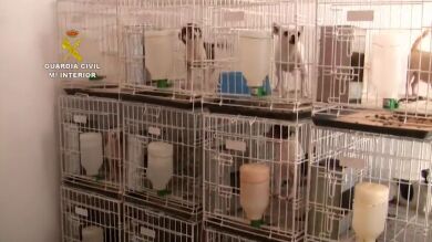Rescatan a 400 perros en un estado lamentable de un criadero ilegal