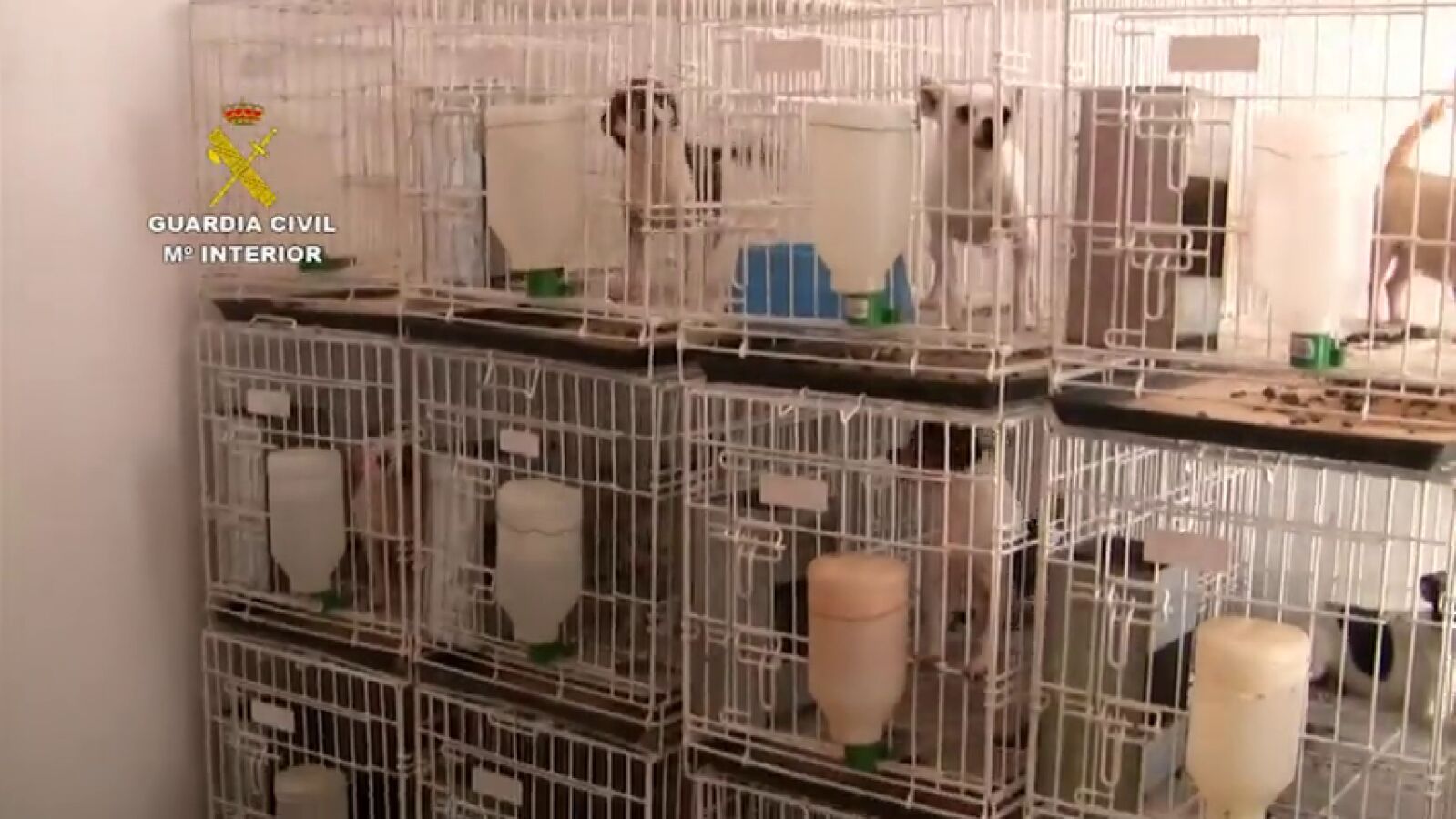 Rescatan a 400 perros en un estado lamentable de un criadero ilegal