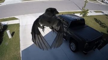 Pájaro flotando