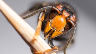 Avispa asi&aacute;tica