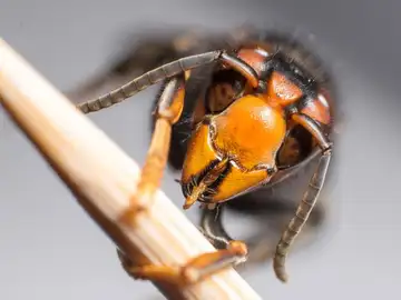 Avispa asiática Avispa asiática