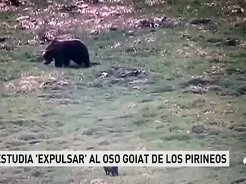 OSO AGRESIVO OSO AGRESIVO