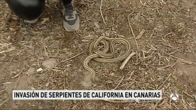 Alerta en Canarias por una invasión de culebras reales de California