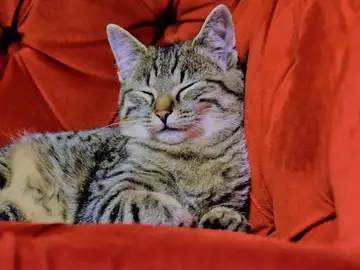 Gato Gato