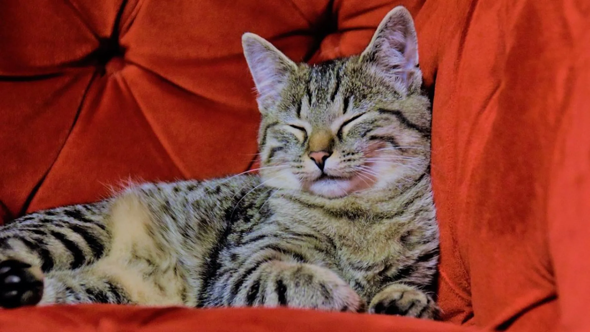 Gato Gato