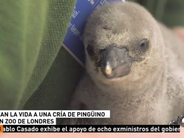 Salvan la vida de una cría de pingüino en un zoo de Londres