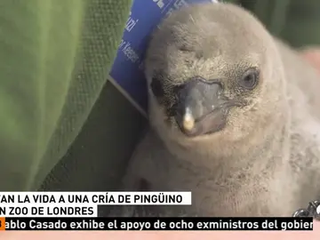 Salvan la vida de una cría de pingüino en un zoo de Londres Salvan la vida de una cría de pingüino en un zoo de Londres