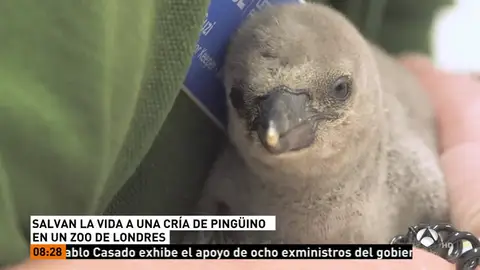 Salvan la vida de una cría de pingüino en un zoo de Londres Salvan la vida de una cría de pingüino en un zoo de Londres
