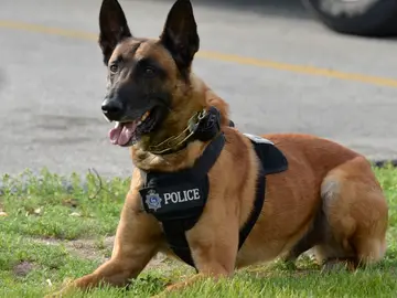 Perro policía Perro policía