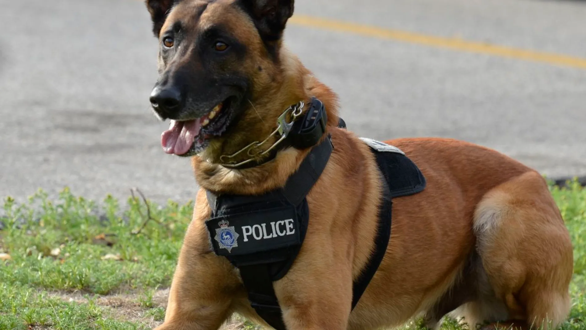 Perro policía Perro policía