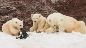 Las consecuencias de la contaminación en el Ártico: osos polares juegan con residuos plásticos 