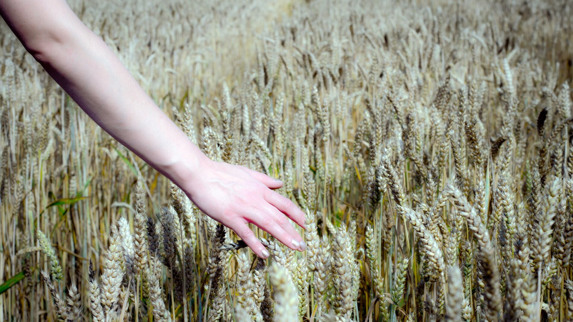 Mano entre cereales