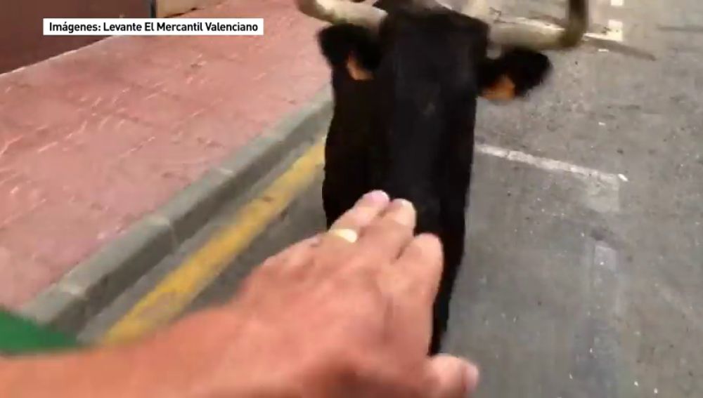 Un hombre es volteado por una vaquilla mientras lo graba con el móvil en Benitatxell