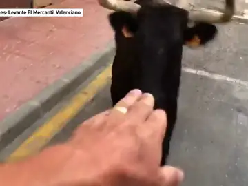 Un hombre es volteado por una vaquilla mientras lo graba con el móvil en Benitatxell Un hombre es volteado por una vaquilla mientras lo graba con el móvil en Benitatxell