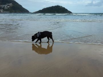 Un perro paseando en la playa