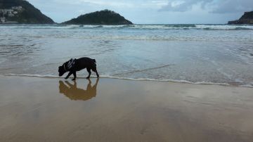 Un perro paseando en la playa