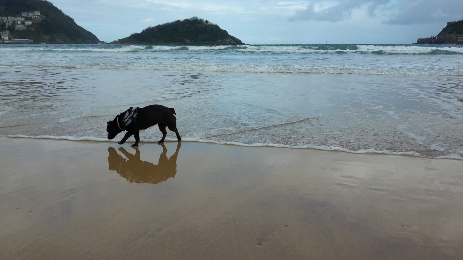 ¿Cómo afectan las altas temperaturas a los perros y cómo evitar que sufran un golpe de calor?