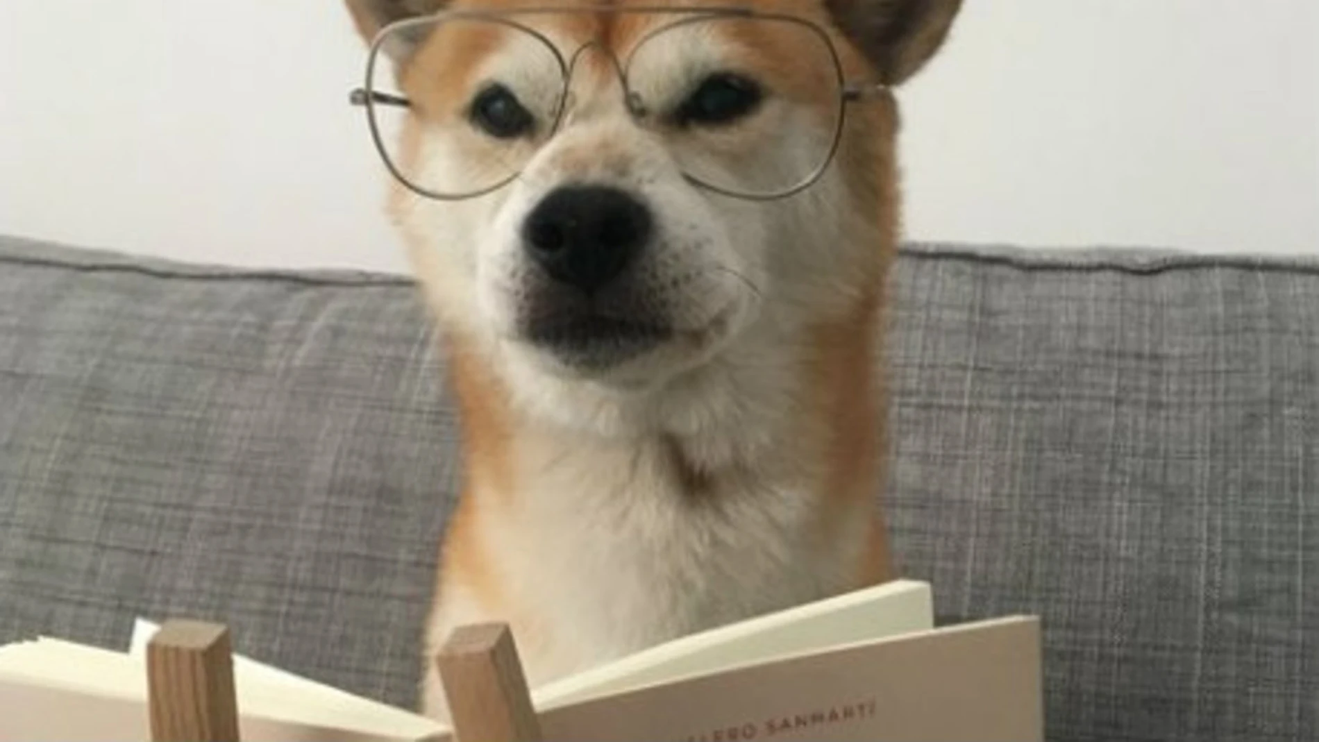 Humor en Twitter por la historia de una perra "independentista" Humor en Twitter por la historia de una perra "independentista"