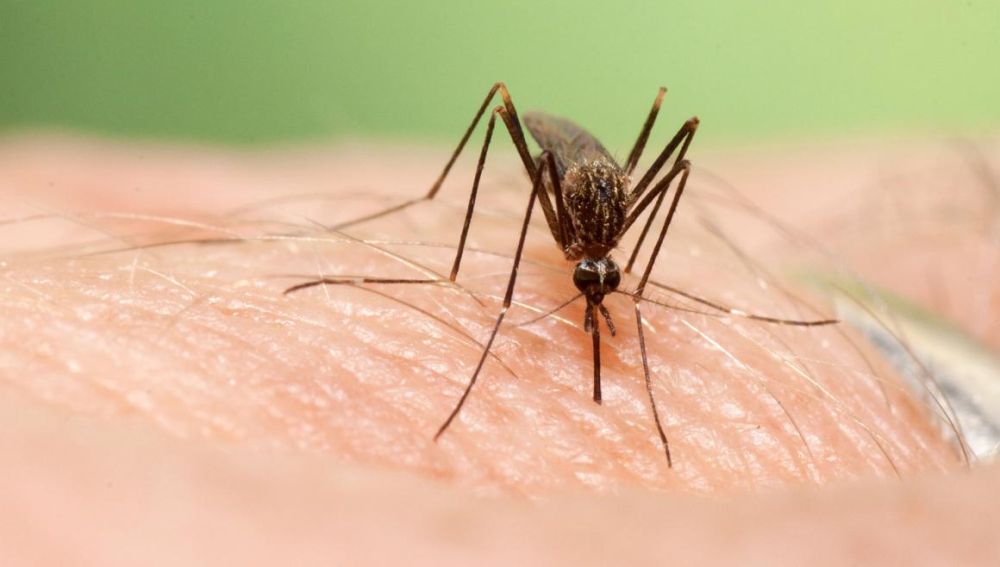 Mosquito 'Aedes japonicus'