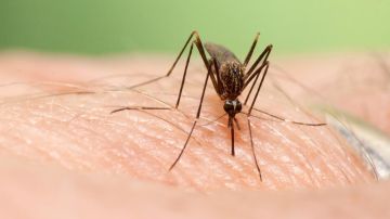 Mosquitos invasores: así es como el cambio climático favorece su llegada