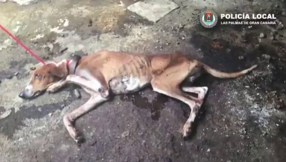  La Policía Local de las Palmas de Gran Canaria rescata a cuatro perros y un hurón que estaban abandonados en el interior de una vivienda