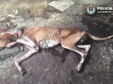 La Policía Local de las Palmas de Gran Canaria rescata a cuatro perros y un hurón que estaban abandonados en el interior de una vivienda La Policía Local de las Palmas de Gran Canaria rescata a cuatro perros y un hurón que estaban abandonados en el interior de una vivienda