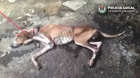 La Policía Local de las Palmas de Gran Canaria rescata a cuatro perros y un hurón que estaban abandonados en el interior de una vivienda La Policía Local de las Palmas de Gran Canaria rescata a cuatro perros y un hurón que estaban abandonados en el interior de una vivienda
