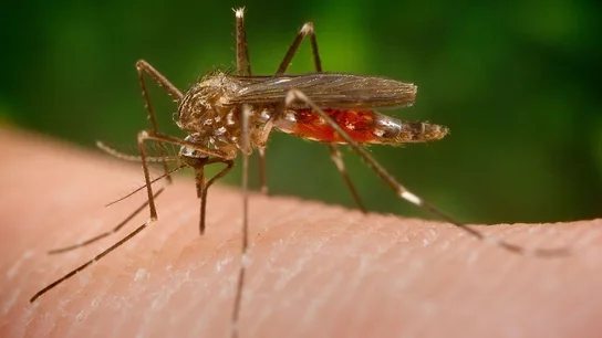 El mosquito 'Aedes japonicus' El mosquito 'Aedes japonicus'