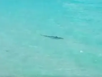 Avistan un tiburón en Mallorca Avistan un tiburón en Mallorca