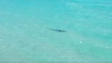 Avistan un tiburón en Mallorca