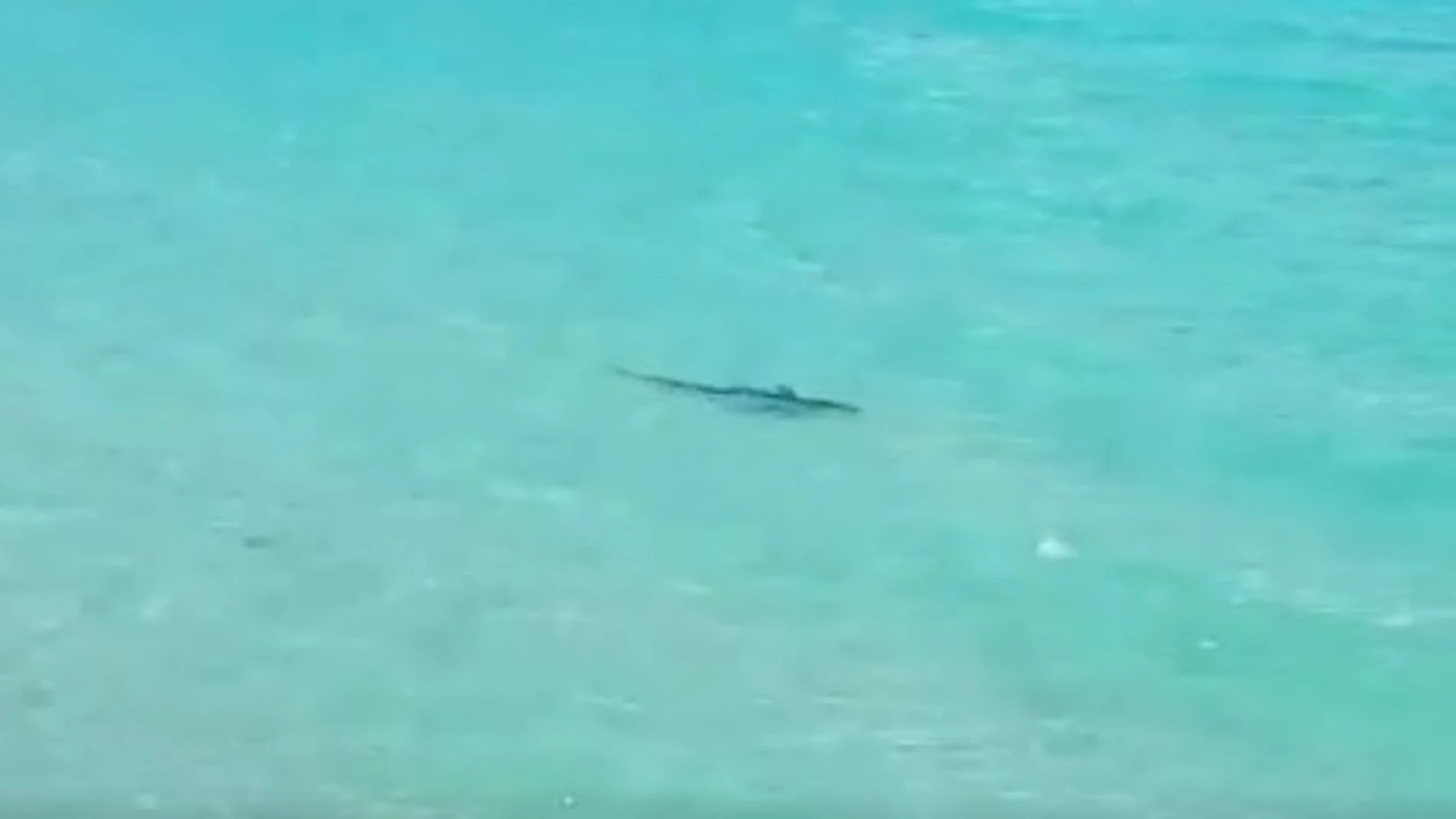 Avistan un tiburón en Mallorca Avistan un tiburón en Mallorca