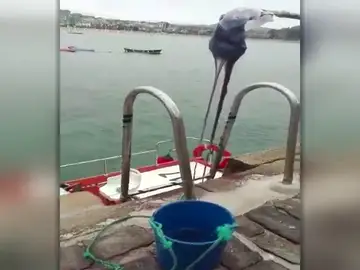 Aparecen dos ejemplares de carabelas portuguesas en la paya de La Concha Aparecen dos ejemplares de carabelas portuguesas en la paya de La Concha