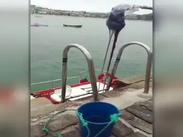 Aparecen dos ejemplares de carabelas portuguesas en la paya de La Concha Aparecen dos ejemplares de carabelas portuguesas en la paya de La Concha