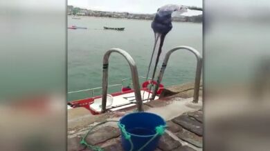 Aparecen dos ejemplares de carabelas portuguesas en la paya de La Concha