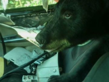 Un oso se cuela dentro de un coche para robar comida 