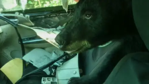 Un oso se cuela dentro de un coche para robar comida Un oso se cuela dentro de un coche para robar comida