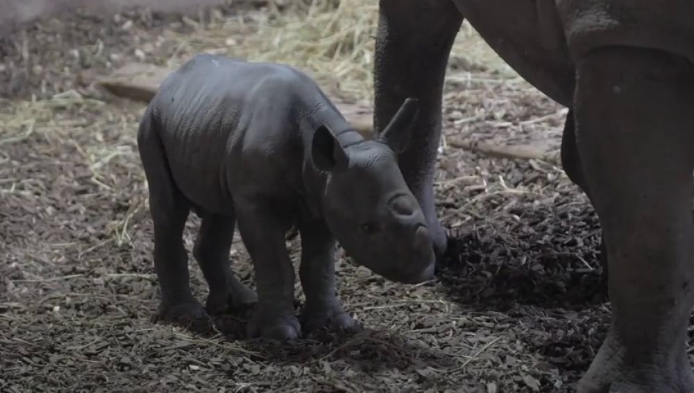 Un rinoceronte negro nace en un zoo en Reino Unido 