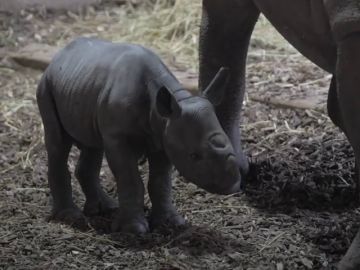 Un rinoceronte negro nace en un zoo en Reino Unido 
