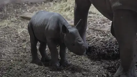 Un rinoceronte negro nace en un zoo en Reino Unido Un rinoceronte negro nace en un zoo en Reino Unido