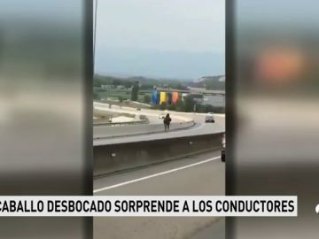 Un caballo trotando sin control por la C-17 en Barcelona provoca varios accidentes con tres heridos leves