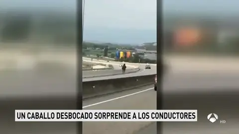 Un caballo trotando sin control por la C-17 en Barcelona provoca varios accidentes con tres heridos leves Un caballo trotando sin control por la C-17 en Barcelona provoca varios accidentes con tres heridos leves