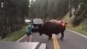 Un hombre detenido por burlarse de un bisonte