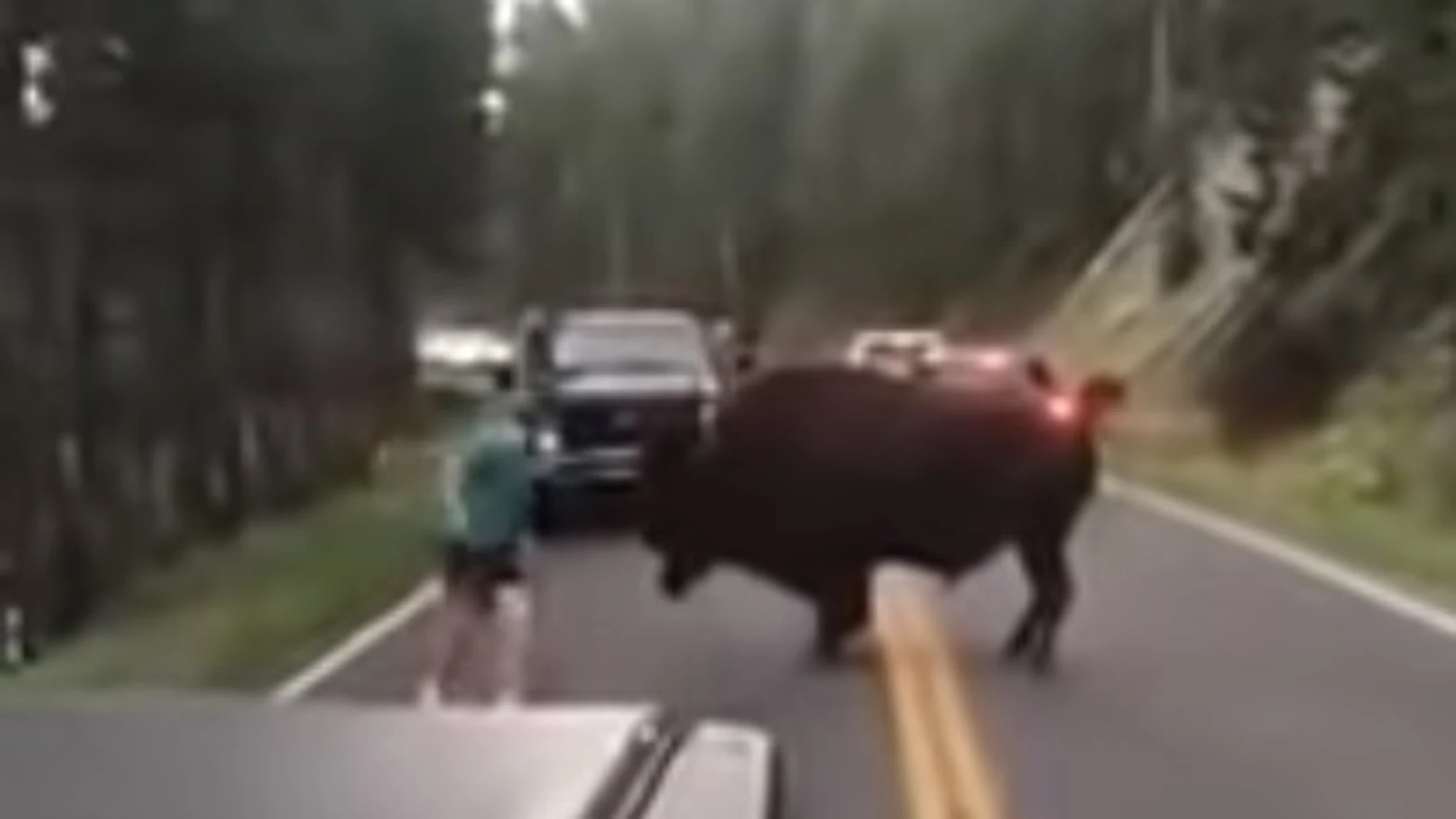 Un hombre detenido por burlarse de un bisonte Un hombre detenido por burlarse de un bisonte