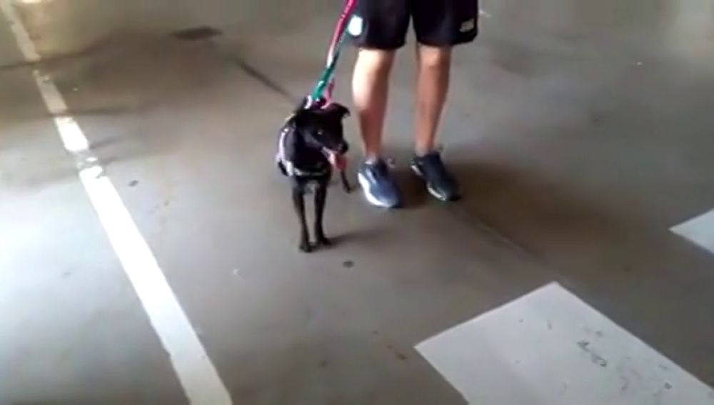 Encontrada la perrita perdida en el Aeropuerto de Barajas