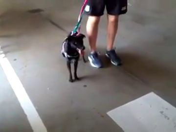 Encontrada la perrita perdida en el Aeropuerto de Barajas