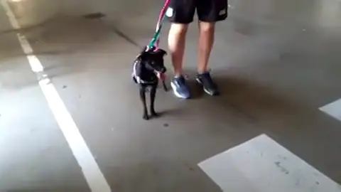 Encontrada la perrita perdida en el Aeropuerto de Barajas Encontrada la perrita perdida en el Aeropuerto de Barajas