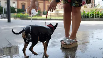 Refresca a su perro durante la ola de calor