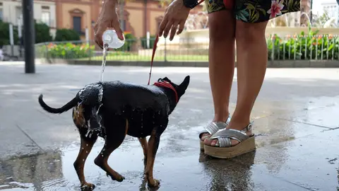 Refresca a su perro durante la ola de calor Refresca a su perro durante la ola de calor