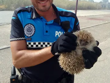 Un policía de Valladolid rescata a un erizo de las llamas Un policía de Valladolid rescata a un erizo de las llamas