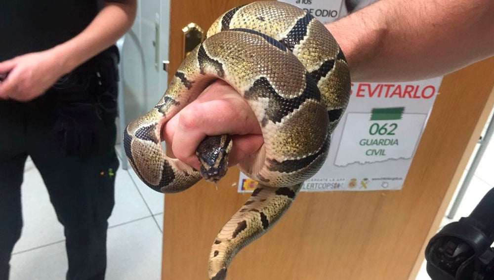 Pitón en baño de Ciempozuelos